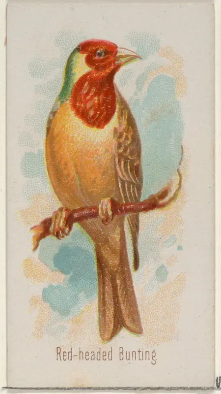 Red-headed Bunting, from the Song Birds of the World series (N23) for Allen & Ginter Cigarettes Wall Art by Allen & Ginter - High-Resolution Digital Print