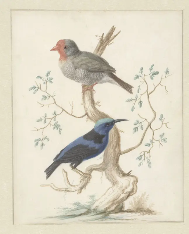 Red-headed finch (Amadina erythrocephala) and Red-legged honeycreeper (Cyanerpes cyaneus) Wall Art by Johannes Bronkhorst - High-Resolution Digital Print