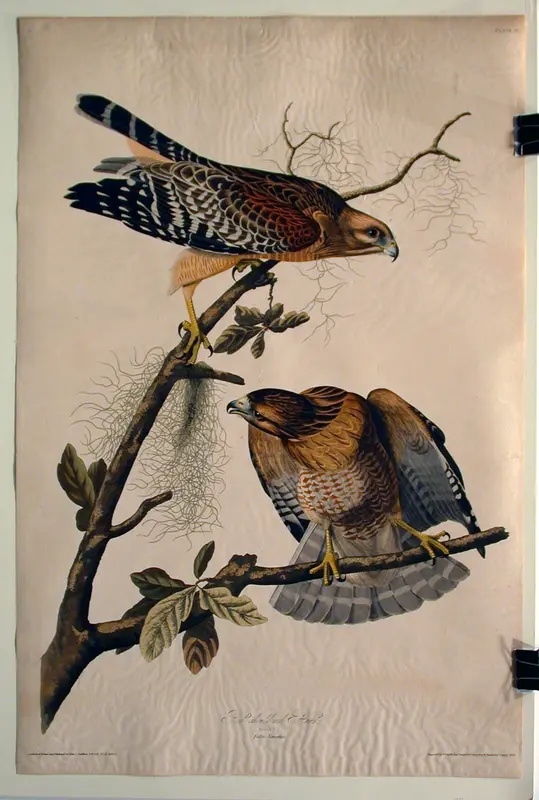Red Shouldered Hawk (No. 12) Wall Art by John James Audubon - High-Resolution Digital Print