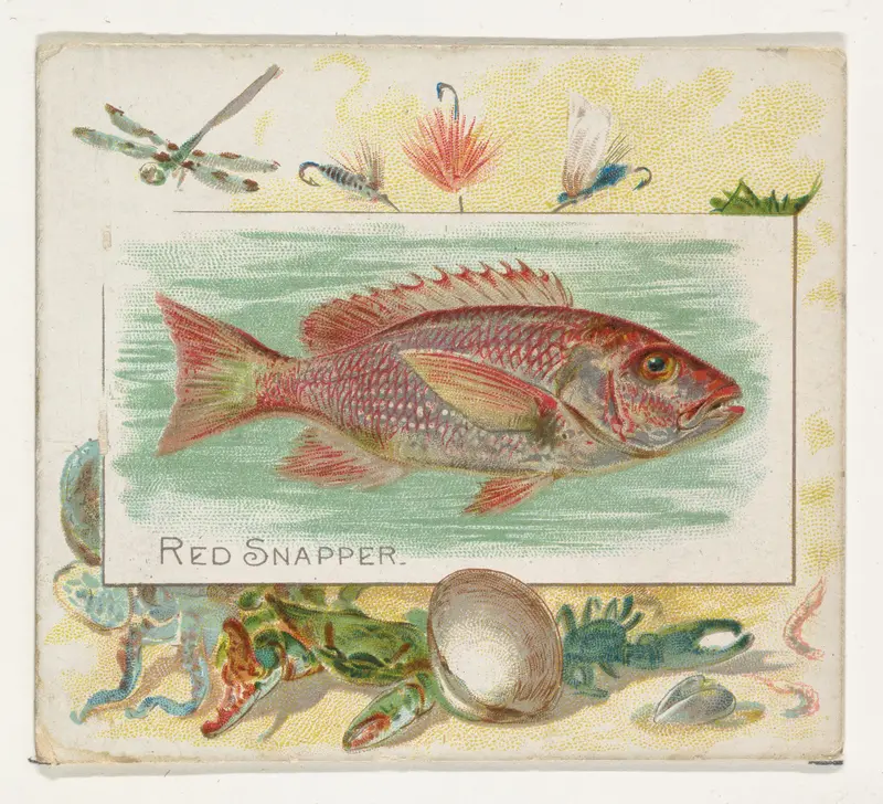 Red Snapper, from Fish from American Waters series (N39) for Allen & Ginter Cigarettes Wall Art by Allen & Ginter - High-Resolution Digital Print