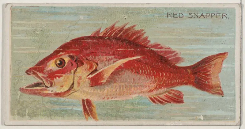 Red Snapper, from the series Fishers and Fish (N74) for Duke brand cigarettes Wall Art by Knapp & Company - High-Resolution Digital Print