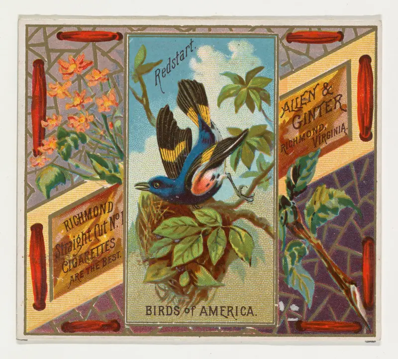 Redstart, from the Birds of America series (N37) for Allen & Ginter Cigarettes Wall Art by Allen & Ginter - High-Resolution Digital Print