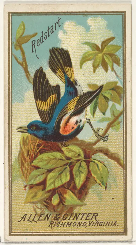 Redstart, from the Birds of America series (N4) for Allen & Ginter Cigarettes Brands Wall Art by Allen & Ginter - High-Resolution Digital Print