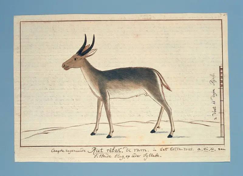 Redunca arundinum (Rietbok; mannelijk) Wall Art by Robert Jacob Gordon - High-Resolution Digital Print