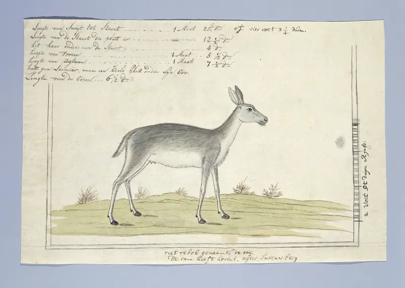 Redunca arundinum (Southern reedbuck) Wall Art by Robert Jacob Gordon - High-Resolution Digital Print