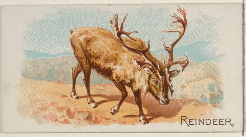 Reindeer, from the Quadrupeds series (N21) for Allen & Ginter Cigarettes Wall Art by Allen & Ginter - High-Resolution Digital Print