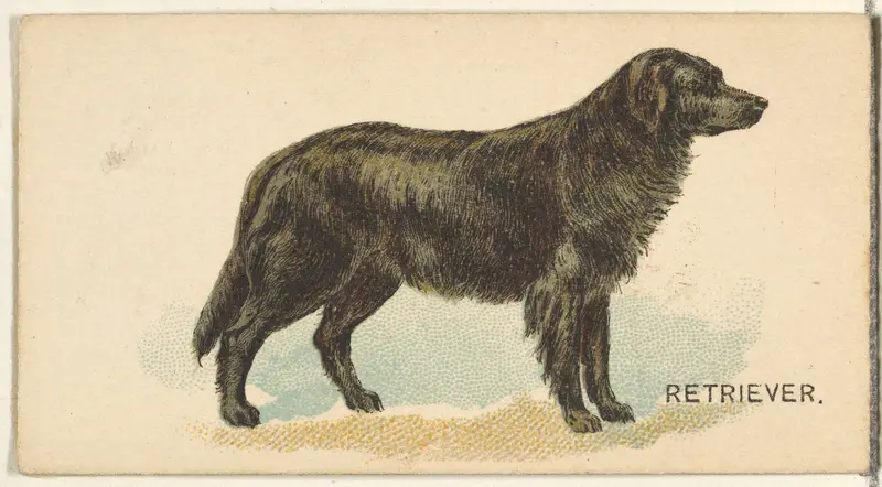 Retriever, from the Dogs of the World series for Old Judge Cigarettes Wall Art by Goodwin & Company - High-Resolution Digital Print