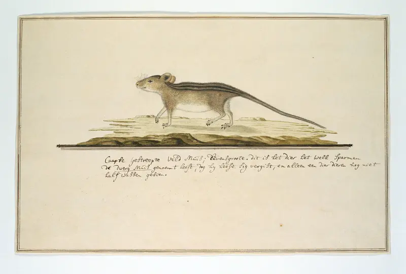 Rhabdomys pumilio (Four-striped grass mouse) Wall Art by Robert Jacob Gordon - High-Resolution Digital Print