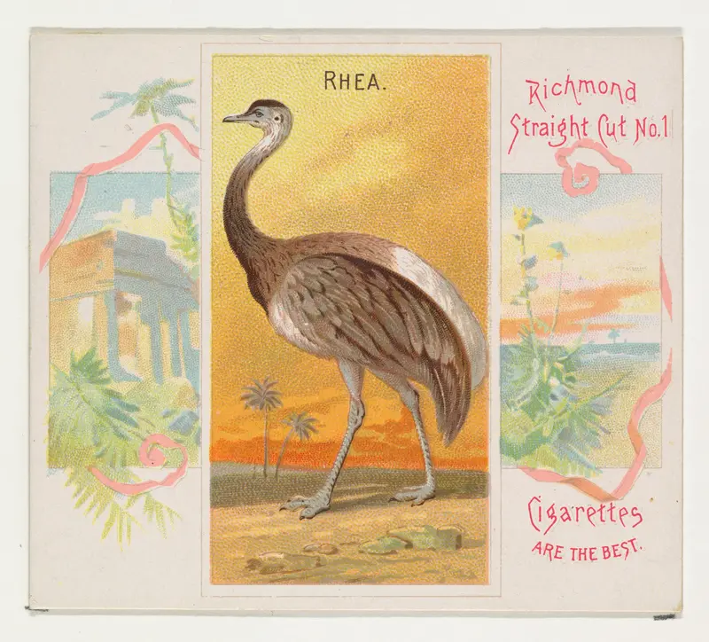 Rhea, from Birds of the Tropics series (N38) for Allen & Ginter Cigarettes Wall Art by Allen & Ginter - High-Resolution Digital Print