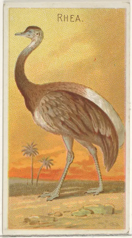 Rhea, from the Birds of the Tropics series (N5) for Allen & Ginter Cigarettes Brands Wall Art by Allen & Ginter - High-Resolution Digital Print