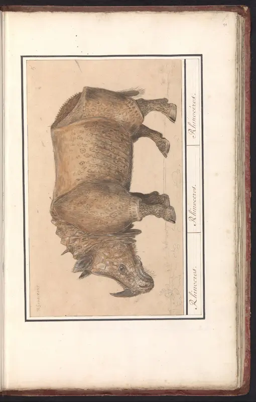 Rhinoceros Wall Art by Anselmus Boëtius de Boodt - High-Resolution Digital Print