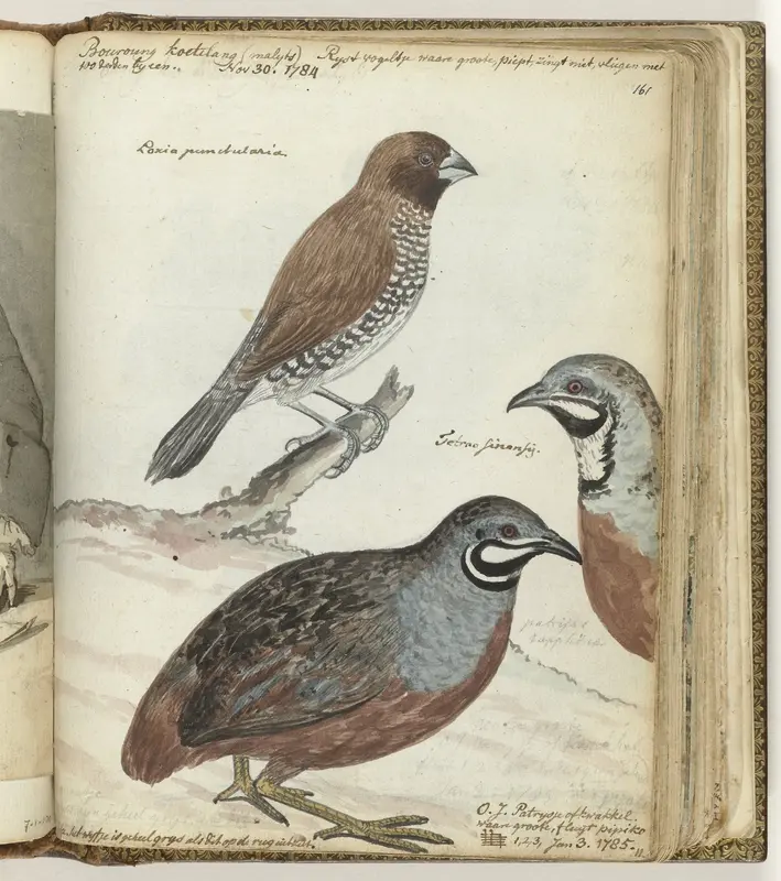 Rijstvogel en Javaanse kwakkels Wall Art by Jan Brandes - High-Resolution Digital Print