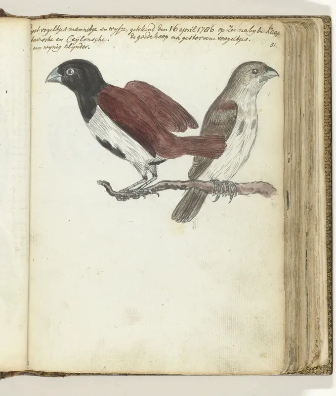 Rijstvogeltjes Wall Art by Jan Brandes - High-Resolution Digital Print