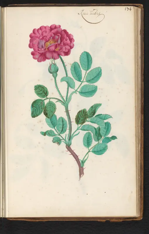 Rimpelroos (Rosa rugosa) Wall Art by anonymous - High-Resolution Digital Print