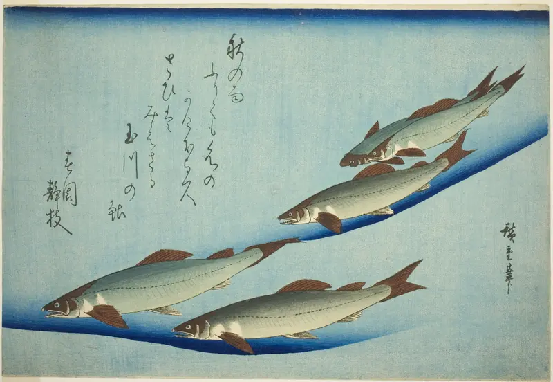 River trout