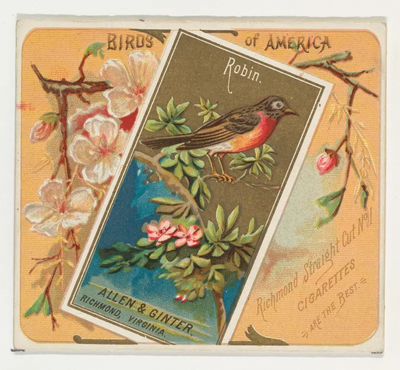 Robin, from the Birds of America series (N37) for Allen & Ginter Cigarettes Wall Art by Allen & Ginter - High-Resolution Digital Print