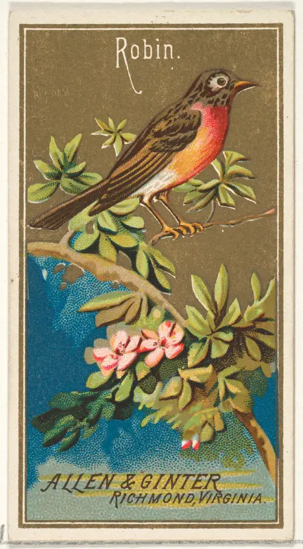 Robin, from the Birds of America series (N4) for Allen & Ginter Cigarettes Brands Wall Art by Allen & Ginter - High-Resolution Digital Print