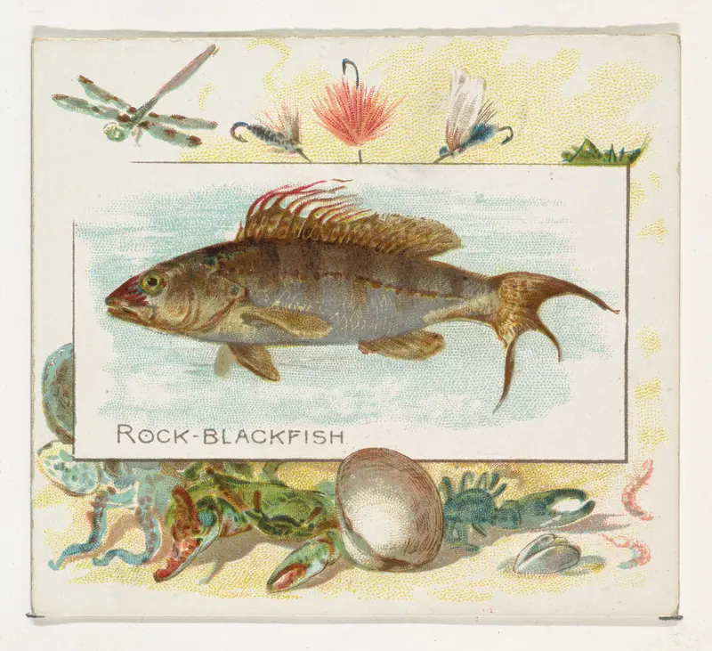 Rock Blackfish, from Fish from American Waters series (N39) for Allen & Ginter Cigarettes Wall Art by Allen & Ginter - High-Resolution Digital Print