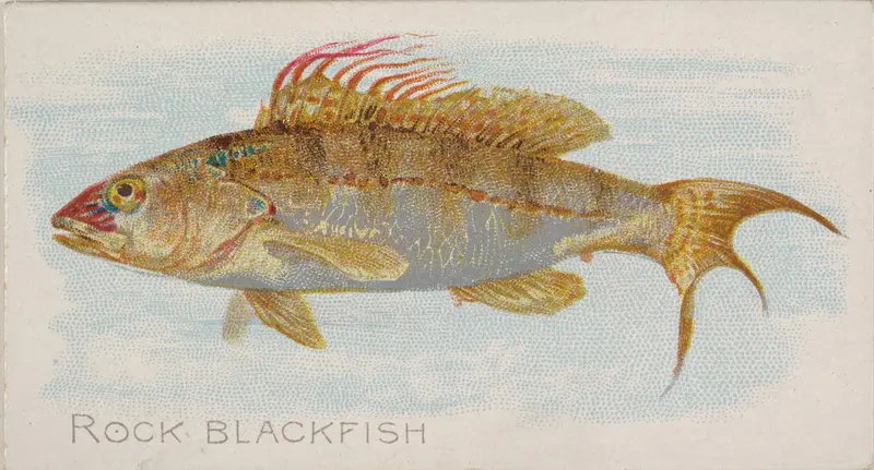 Rock Blackfish, from the Fish from American Waters series (N8) for Allen & Ginter Cigarettes Brands Wall Art by Allen & Ginter - High-Resolution Digital Print