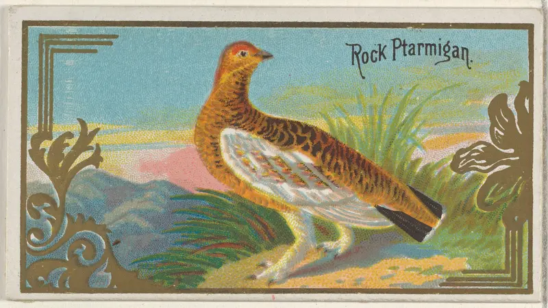 Rock Ptarmigan, from the Game Birds series (N13) for Allen & Ginter Cigarettes Brands Wall Art by Allen & Ginter - High-Resolution Digital Print