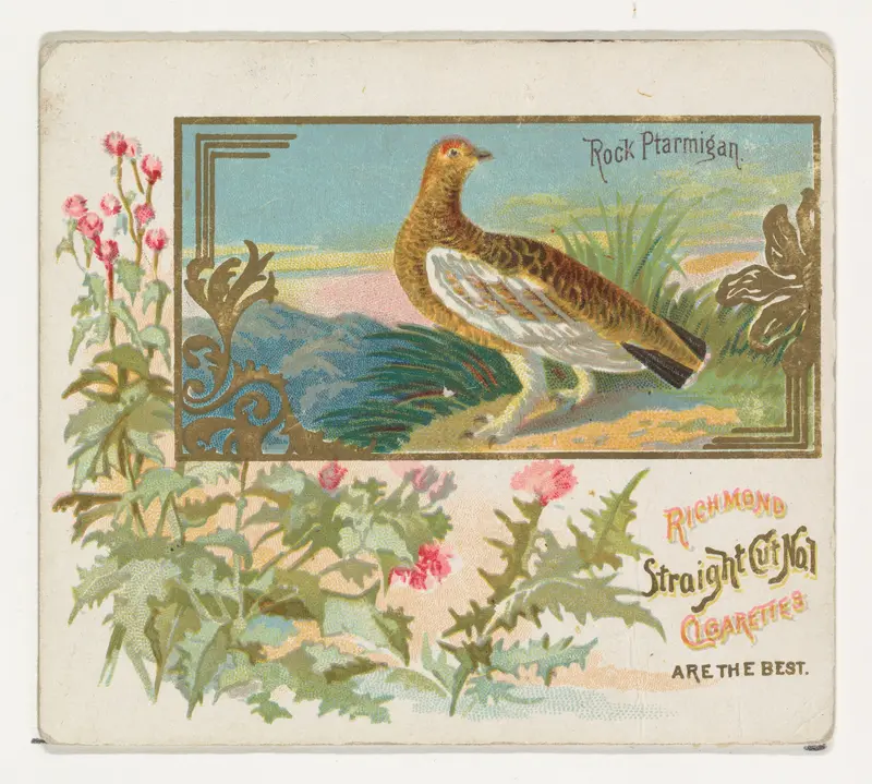 Rock Ptarmigan, from the Game Birds series (N40) for Allen & Ginter Cigarettes Wall Art by Allen & Ginter - High-Resolution Digital Print