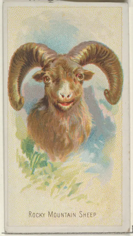Rocky Mountain Sheep, from the Wild Animals of the World series (N25) for Allen & Ginter Cigarettes Wall Art by Allen & Ginter - High-Resolution Digital Print