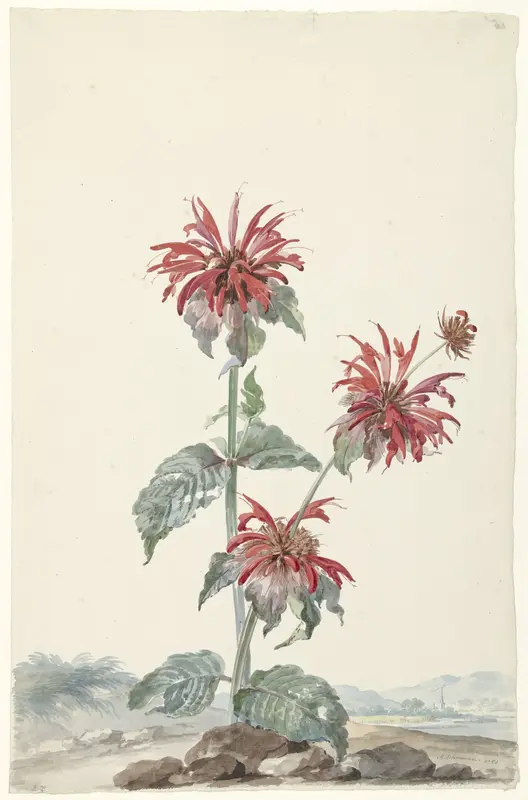 Rode bergamot in een landschap Wall Art by Unknown - High-Resolution Digital Print