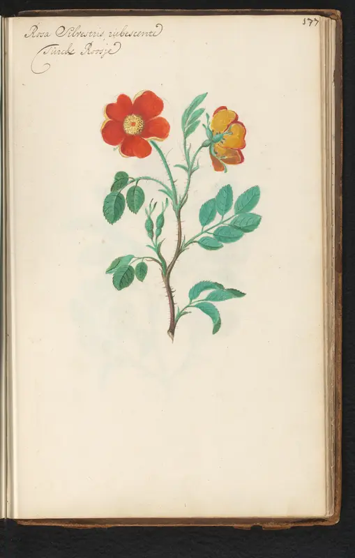 Rode egelantier (Rosa rubiginosa) Wall Art by anonymous - High-Resolution Digital Print