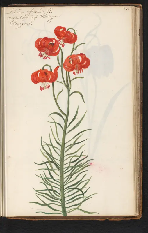 Rode Turkse lelie (Lilium martagon) Wall Art by anonymous - High-Resolution Digital Print