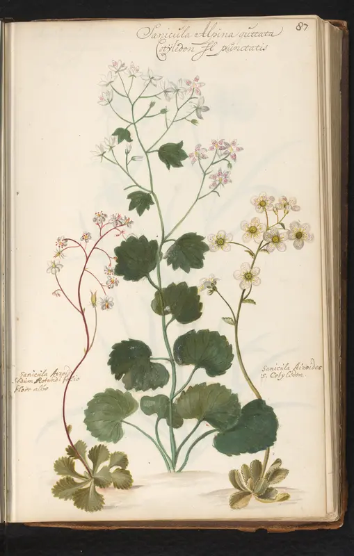 Rondbladige steenbreek (Saxifraga rotundifolia) en schildersverdriet (Saxifraga umbrosa) Wall Art by anonymous - High-Resolution Digital Print