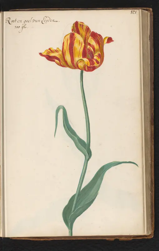 Rood-geel gestreepte tulp (Tulipa) genaamd van Leyden Wall Art by anonymous - High-Resolution Digital Print