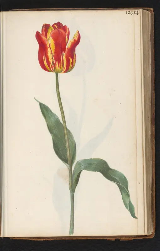 Rood-geel gestreepte tulp (Tulipa) Wall Art by anonymous - High-Resolution Digital Print