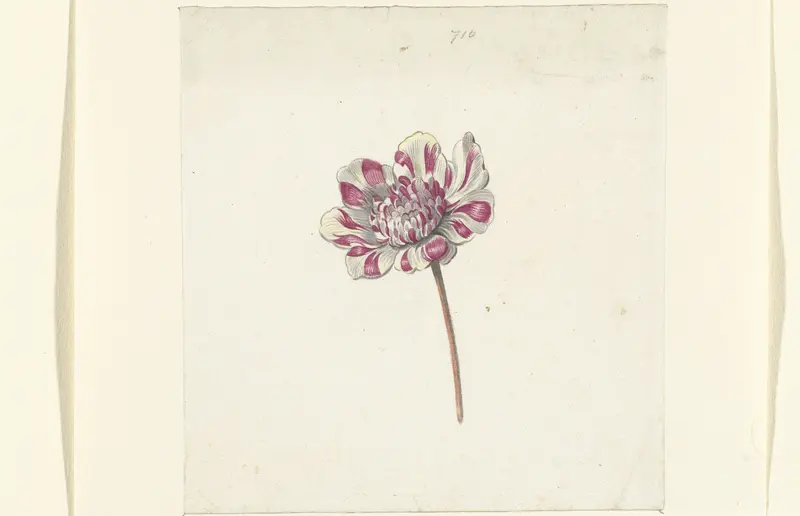 Rood-witte bloem Wall Art by Anna Cornelia Moda - High-Resolution Digital Print