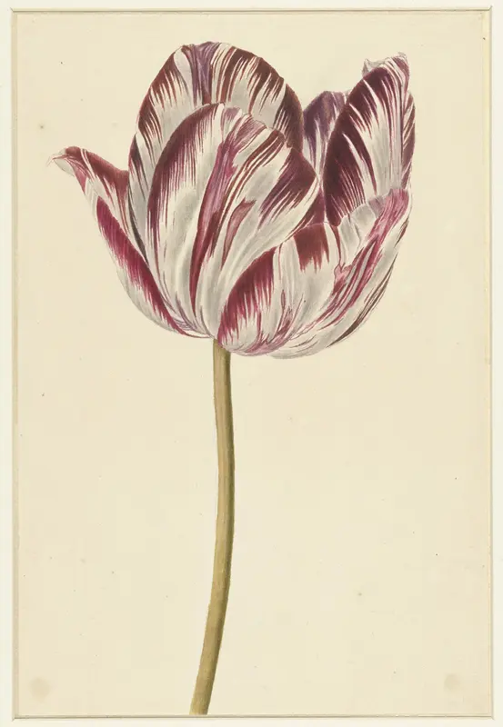 Rood-witte tulp Wall Art by anonymous - High-Resolution Digital Print