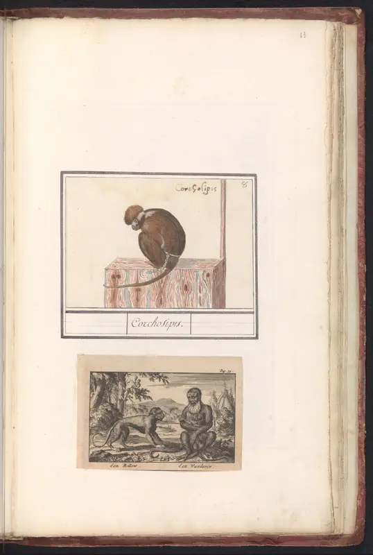 Roodkopmangabey (Cercocebus torquatus) Wall Art by Anselmus Boëtius de Boodt - High-Resolution Digital Print