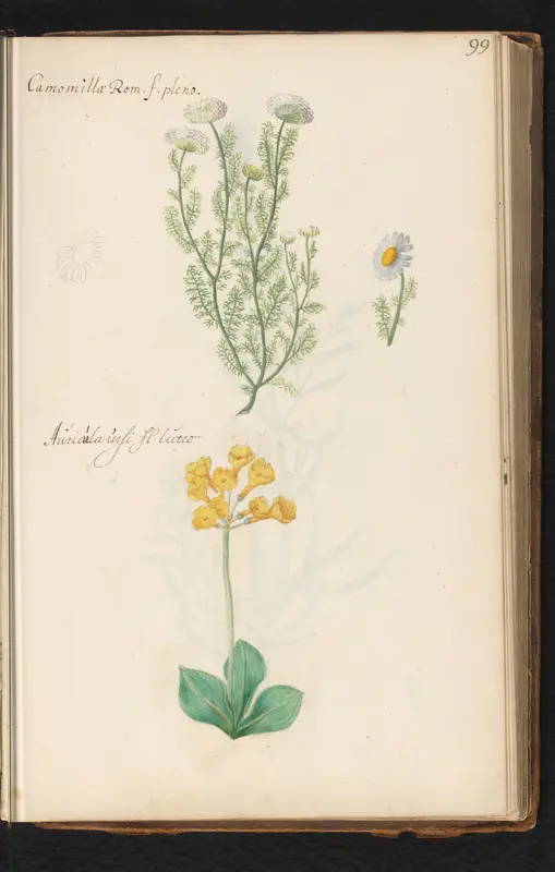 Roomse kamille (Chamaemelum nobile) en aurikel (Primula auricula) Wall Art by anonymous - High-Resolution Digital Print