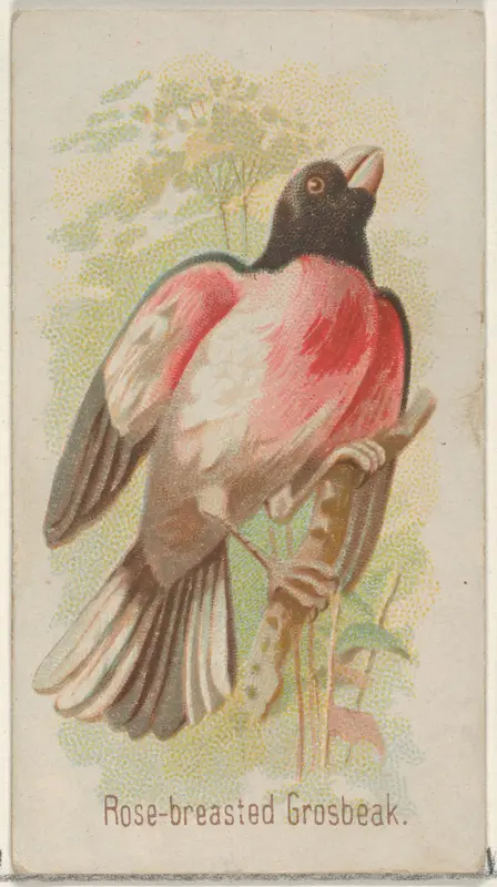 Rose-breasted Grosbeak, from the Song Birds of the World series (N23) for Allen & Ginter Cigarettes Wall Art by Allen & Ginter - High-Resolution Digital Print