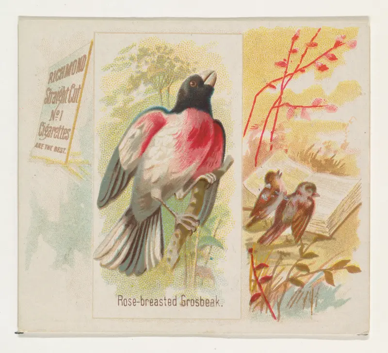 Rose-breasted Grosbeak, from the Song Birds of the World series (N42) for Allen & Ginter Cigarettes Wall Art by Allen & Ginter - High-Resolution Digital Print