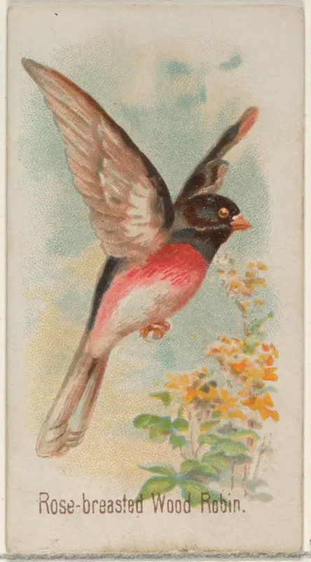 Rose-breasted Wood Robin, from the Song Birds of the World series (N23) for Allen & Ginter Cigarettes Wall Art by Allen & Ginter - High-Resolution Digital Print