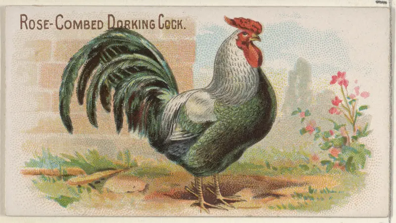 Rose-Combed Dorking Cock, from the Prize and Game Chickens series (N20) for Allen & Ginter Cigarettes Wall Art by Allen & Ginter - High-Resolution Digital Print