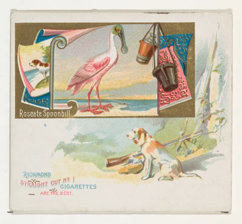 Roseate Spoonbill, from the Game Birds series (N40) for Allen & Ginter Cigarettes Wall Art by Allen & Ginter - High-Resolution Digital Print