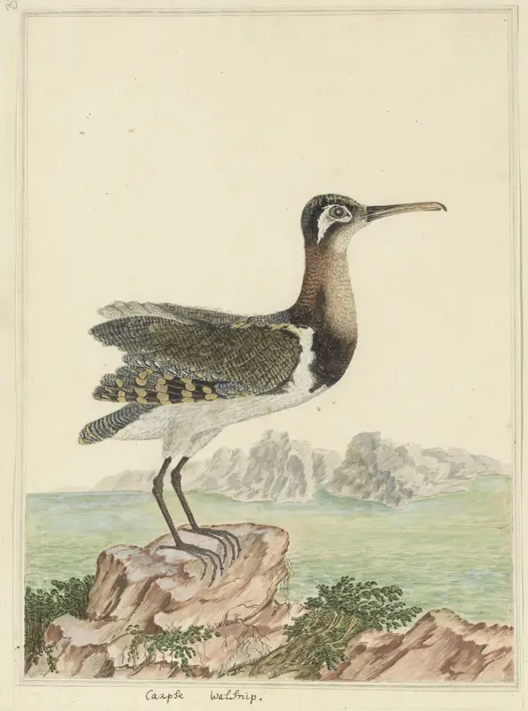 Rostratula benghalensis (Goudsnip) Wall Art by Robert Jacob Gordon - High-Resolution Digital Print