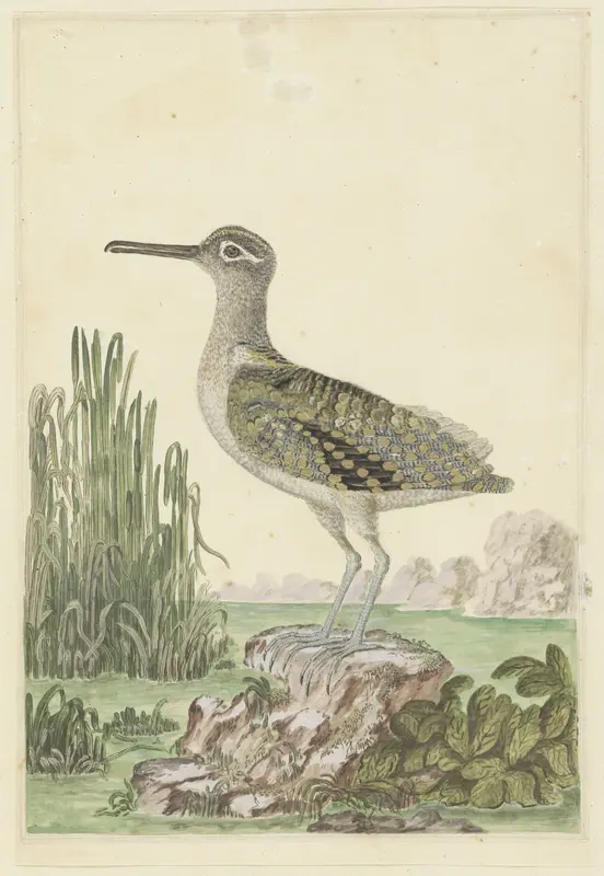 Rostratula benghalensis (Goudsnip) Wall Art by Unknown - High-Resolution Digital Print