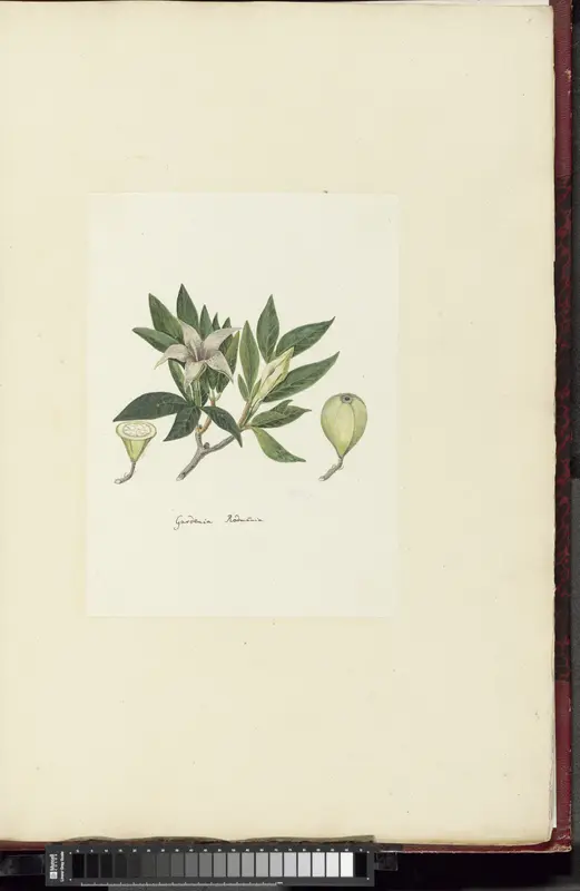 Rothmannia capensis Thunb, formerly gardenia capensis Druce (Wild Gardenia or common Rothmannia) Wall Art by Robert Jacob Gordon - High-Resolution Digital Print