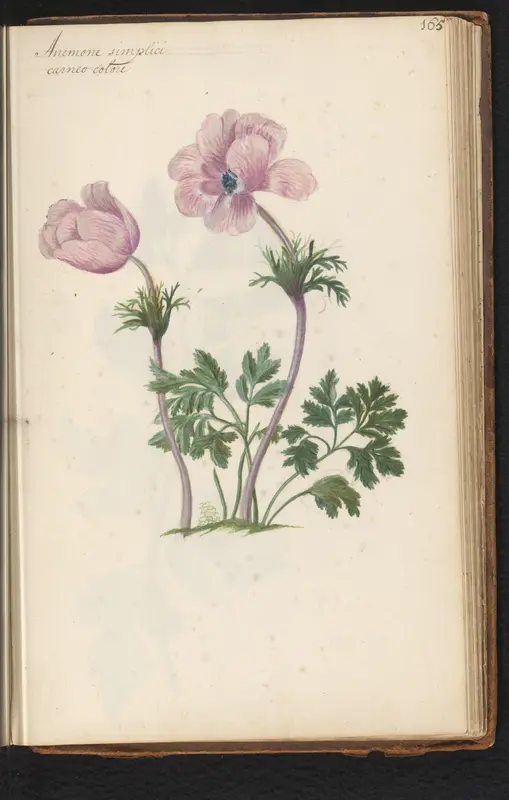 Roze anemoon (Anemone) Wall Art by anonymous - High-Resolution Digital Print