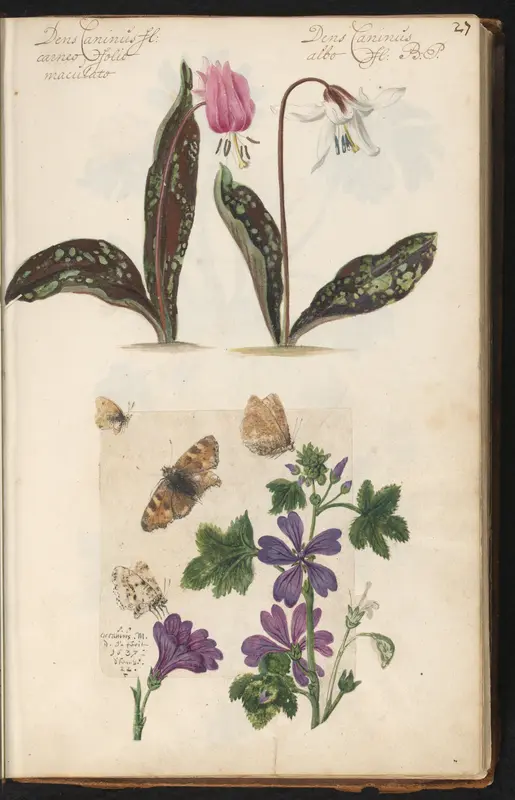 Roze en witte Hondstand (Erythronium dens-canis), groot kaasjeskruid (Malva sylvestris) en vlinder Wall Art by Unknown - High-Resolution Digital Print