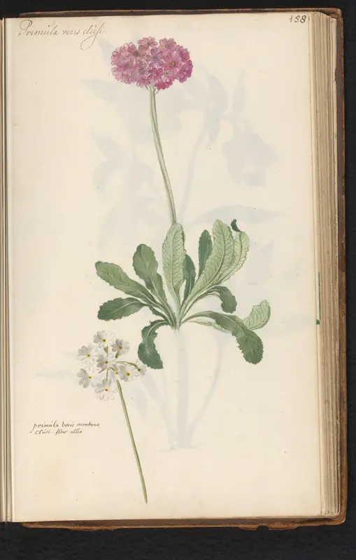 Roze en witte sleutelbloem (Primula veris) Wall Art by anonymous - High-Resolution Digital Print