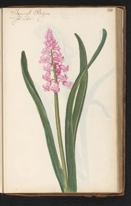 Roze hyacint (Hyacinthus orientalis) Wall Art by anonymous - High-Resolution Digital Print