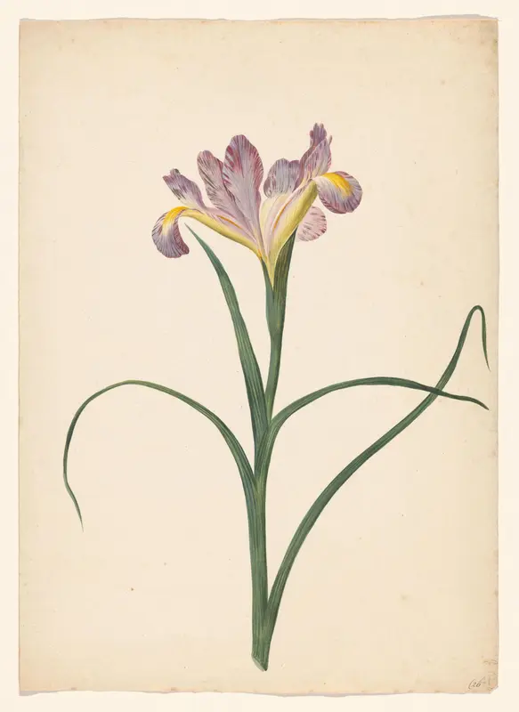 Roze iris Wall Art by Unknown - High-Resolution Digital Print
