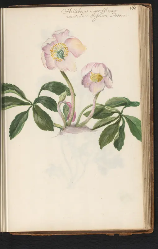 Roze kerstroos (Helleborus niger) Wall Art by anonymous - High-Resolution Digital Print